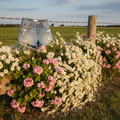 Daisy Dukes - denim cutoff shorts on barbed wire fence surrounded by abundant daisies and geraniums